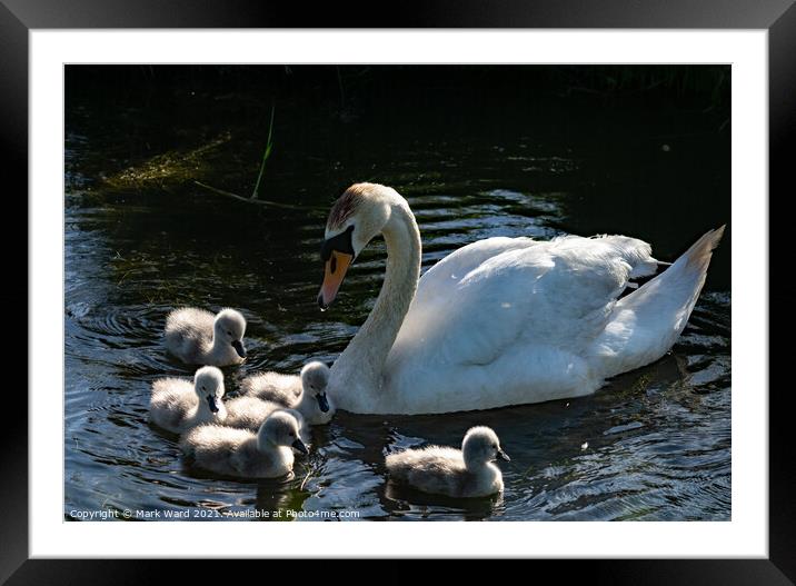 Swimming Lessons. Framed Mounted Print by Mark Ward