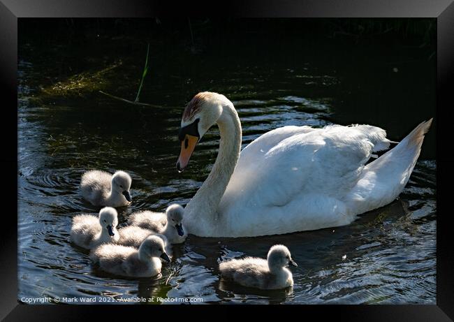 Swimming Lessons. Framed Print by Mark Ward