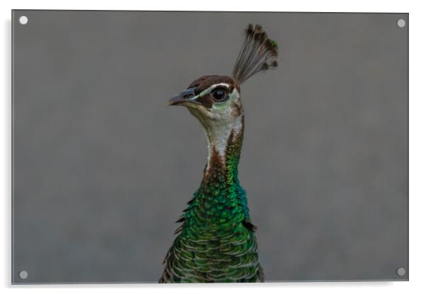 Colourful peacock Acrylic by Dorringtons Adventures