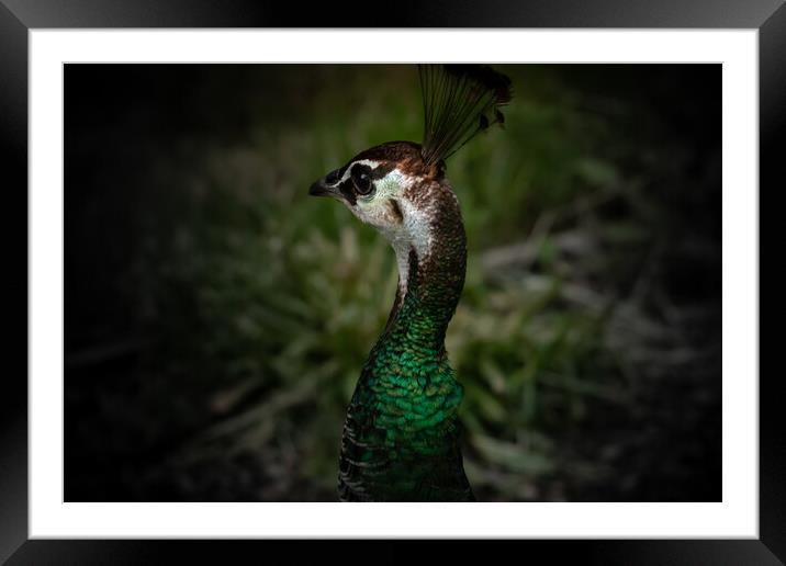 Beautiful peacock Framed Mounted Print by Dorringtons Adventures