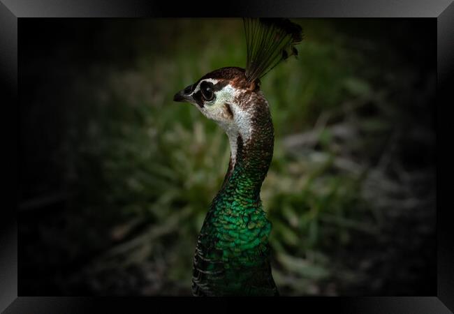 Beautiful peacock Framed Print by Dorringtons Adventures