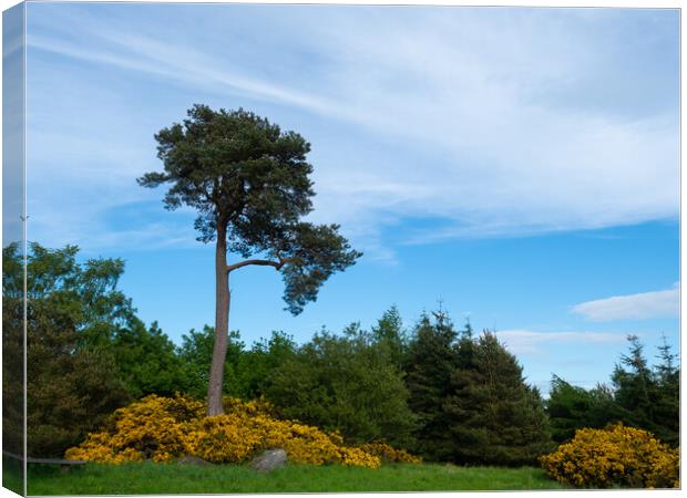 Scots Pine Canvas Print by Tommy Dickson