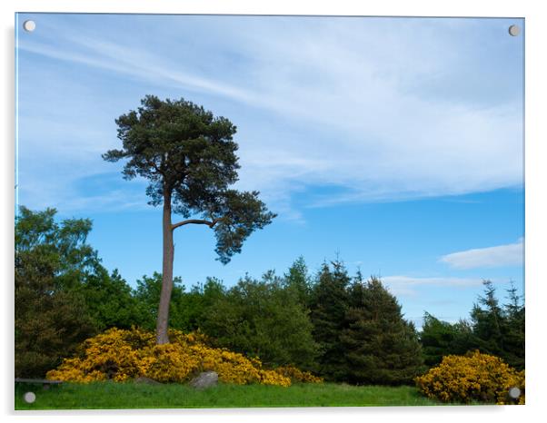 Scots Pine Acrylic by Tommy Dickson