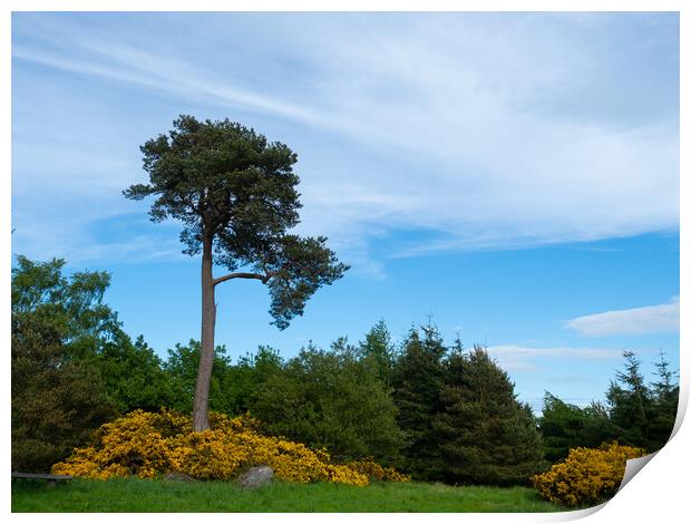 Scots Pine Print by Tommy Dickson