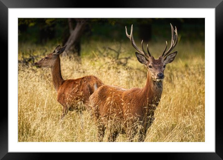 A group of deer standing in tall grass Framed Mounted Print by maka magnolia