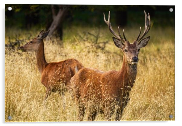 A group of deer standing in tall grass Acrylic by maka magnolia