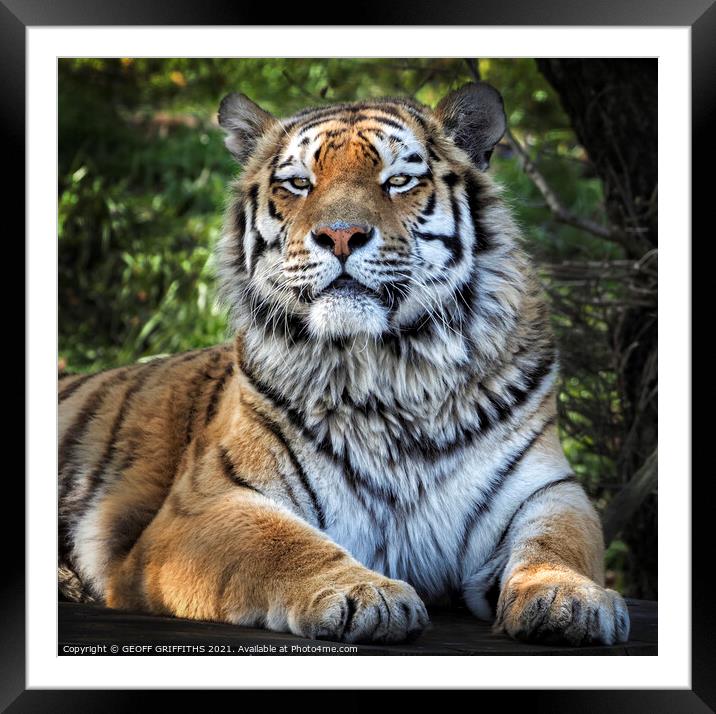 Siberian Tiger Framed Mounted Print by GEOFF GRIFFITHS