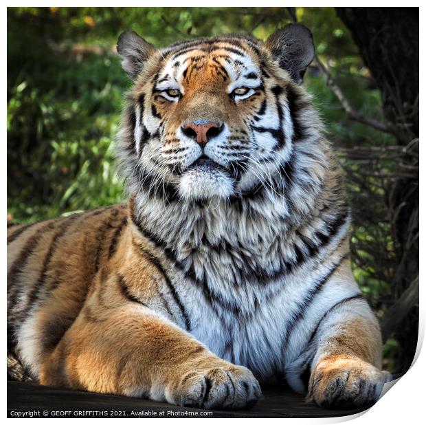 Siberian Tiger Print by GEOFF GRIFFITHS