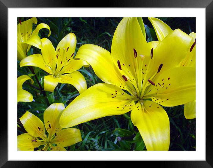 Yellow Lilies Framed Mounted Print by Jay Huckins