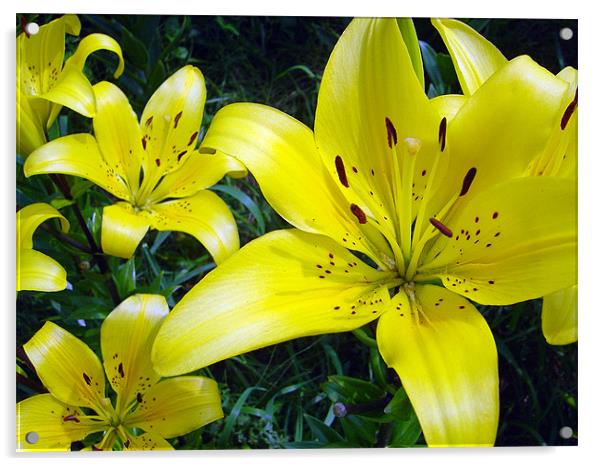 Yellow Lilies Acrylic by Jay Huckins