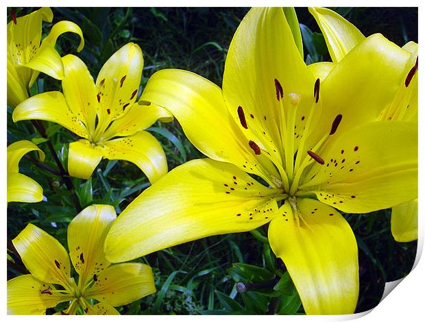 Yellow Lilies Print by Jay Huckins