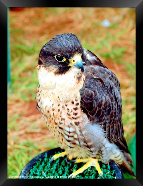 Peregrine Saker Falcon. Framed Print by john hill