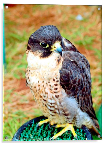 Peregrine Saker Falcon. Acrylic by john hill