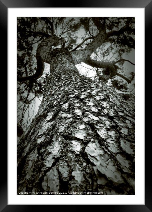 Up the trees Framed Mounted Print by Christian Seiffert