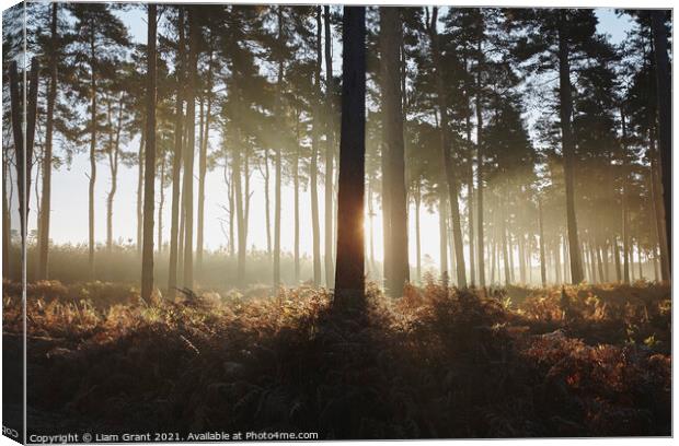 Early morning light in mist filled woodland. Norfolk, UK. Canvas Print by Liam Grant