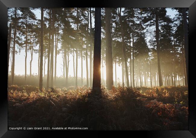 Early morning light in mist filled woodland. Norfolk, UK. Framed Print by Liam Grant