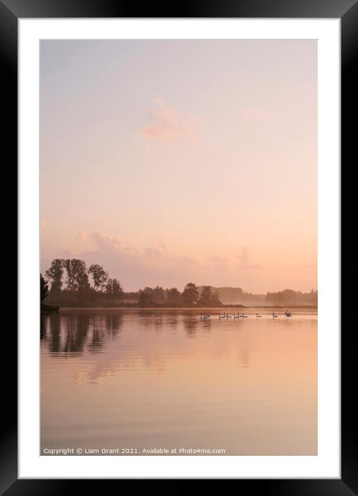 Swans on a misty lake at sunrise. Lynford Lakes, Norfolk, UK. Framed Mounted Print by Liam Grant