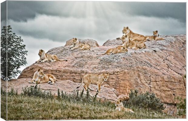 The Pride Hang Out. A group of Lions on There rock Canvas Print by simon cowan