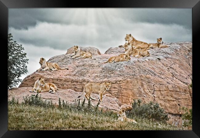 The Pride Hang Out. A group of Lions on There rock Framed Print by simon cowan