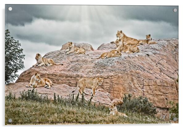 The Pride Hang Out. A group of Lions on There rock Acrylic by simon cowan