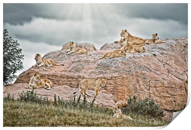 The Pride Hang Out. A group of Lions on There rock Print by simon cowan