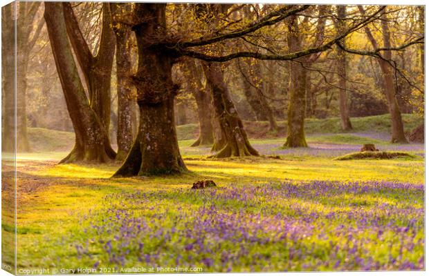 Sunrise in the bluebell woods Canvas Print by Gary Holpin