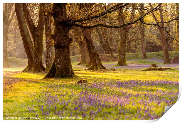Sunrise in the bluebell woods Print by Gary Holpin