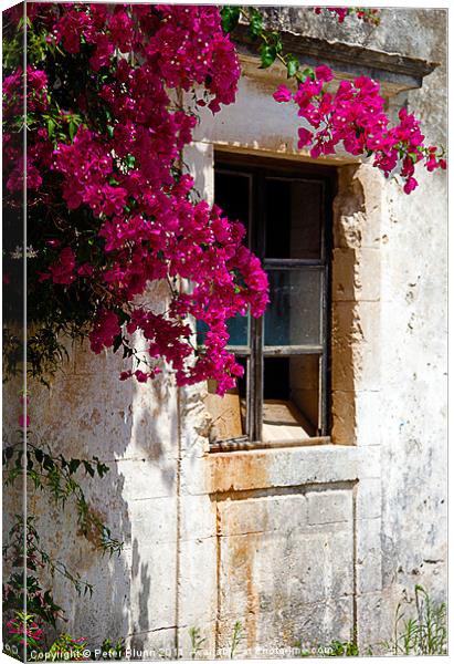 Old Greek House,With Bougainvillea Plant Canvas Print by Peter Blunn