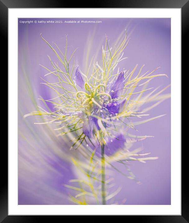 Love in a mist ,Lady in lavender Framed Mounted Print by kathy white