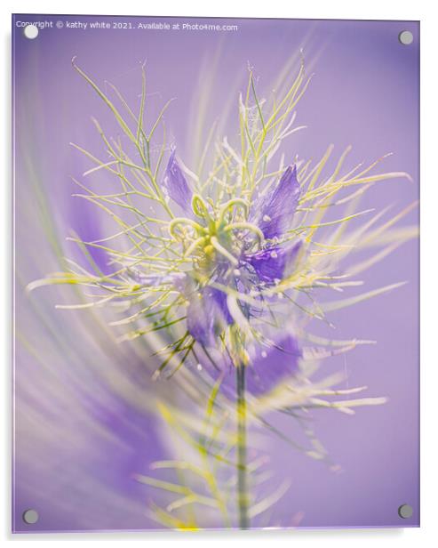 Love in a mist ,Lady in lavender Acrylic by kathy white