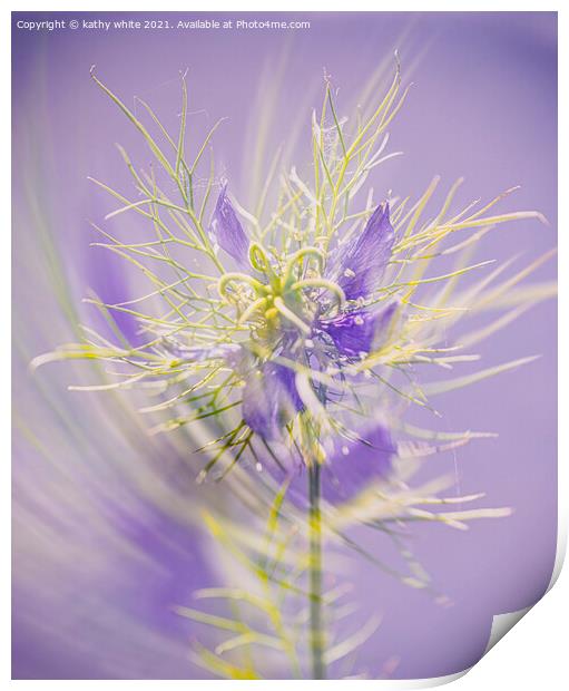 Love in a mist ,Lady in lavender Print by kathy white