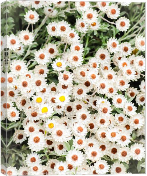 White flowers  Canvas Print by Adrian Paulsen