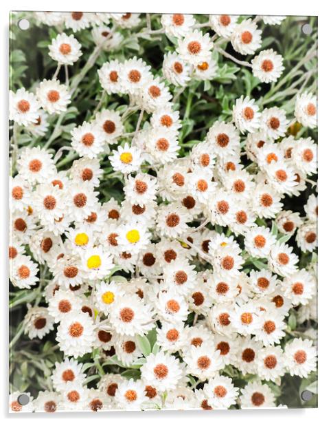 White flowers  Acrylic by Adrian Paulsen