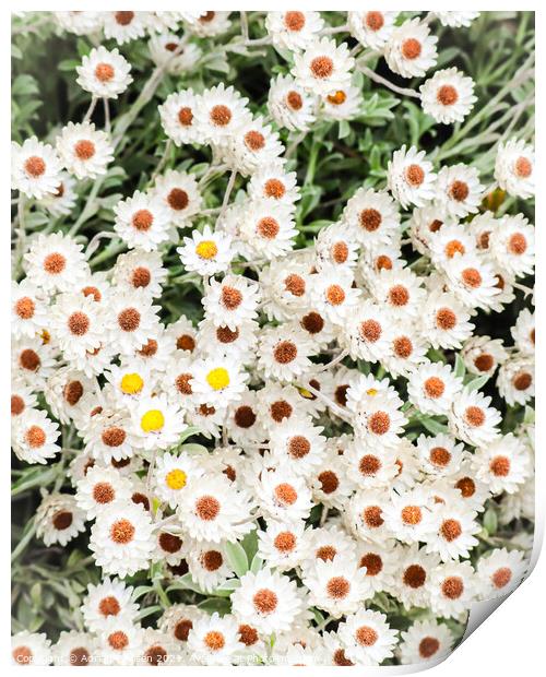 White flowers  Print by Adrian Paulsen