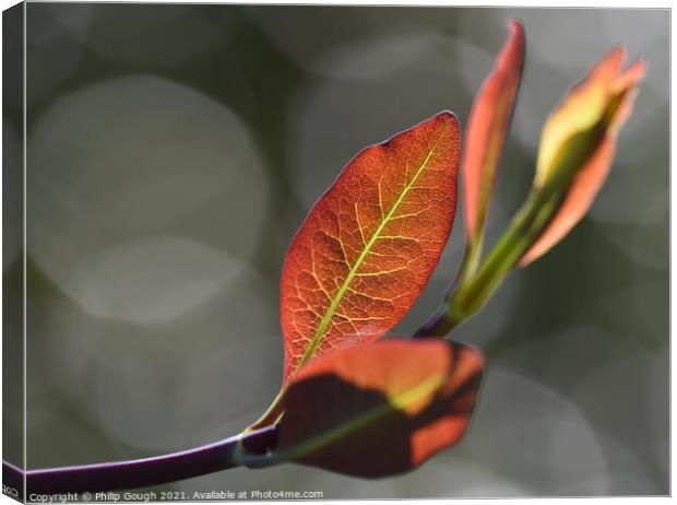 Honeysuckle with back lighting Canvas Print by Philip Gough