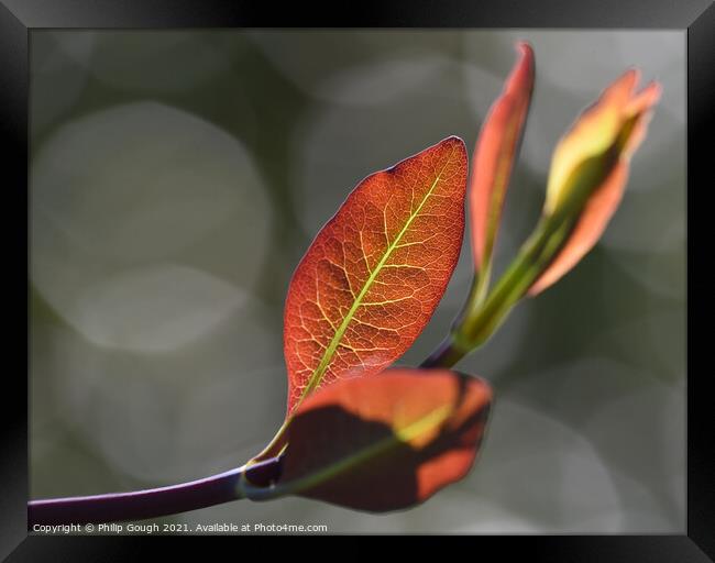 Honeysuckle with back lighting Framed Print by Philip Gough