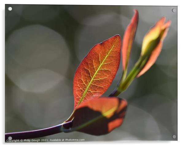 Honeysuckle with back lighting Acrylic by Philip Gough