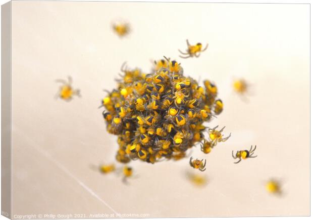 New Born Spiderlings Canvas Print by Philip Gough