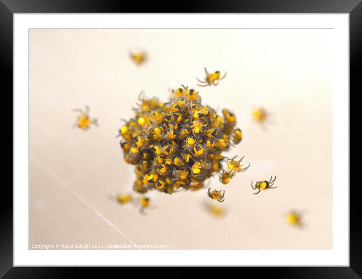 New Born Spiderlings Framed Mounted Print by Philip Gough