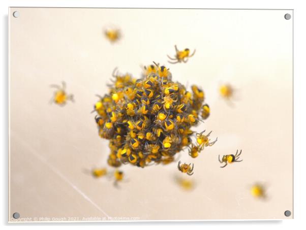 New Born Spiderlings Acrylic by Philip Gough