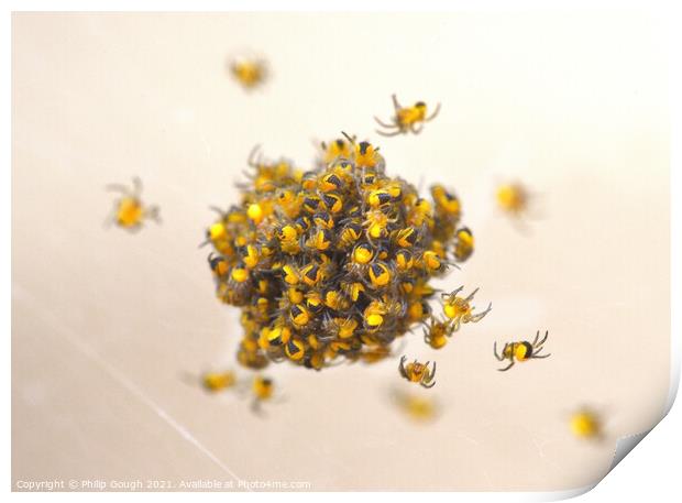 New Born Spiderlings Print by Philip Gough