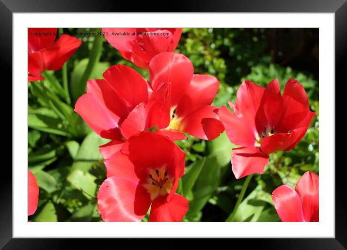 Red flowers of tulips Framed Mounted Print by aurélie le moigne