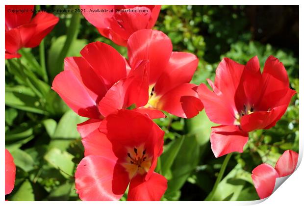 Red flowers of tulips Print by aurélie le moigne