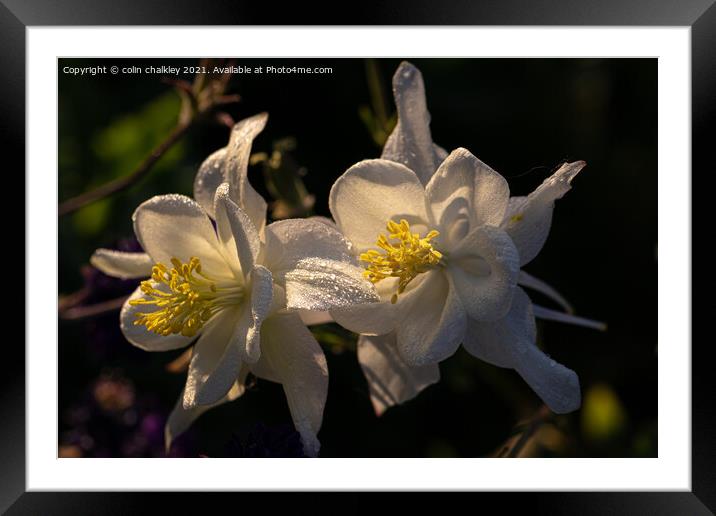 An Aquilegia flower at Dawn Framed Mounted Print by colin chalkley