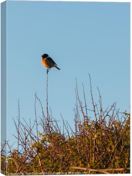 Stonechat singing out at sunset Canvas Print by Alan Dunnett