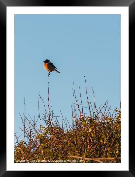Stonechat singing out at sunset Framed Mounted Print by Alan Dunnett