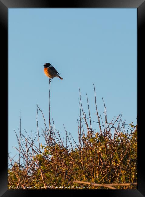 Stonechat singing out at sunset Framed Print by Alan Dunnett