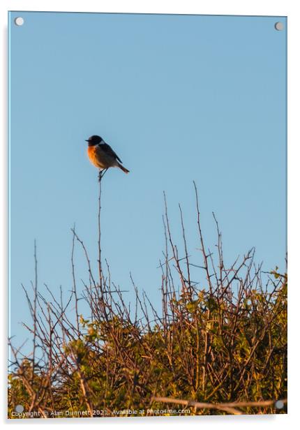 Stonechat singing out at sunset Acrylic by Alan Dunnett
