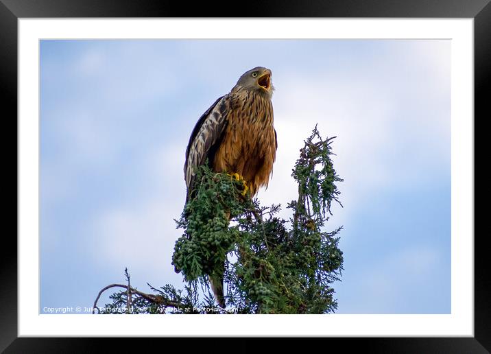 A Red Kite perched on a tree branch Framed Mounted Print by Julie Tattersfield
