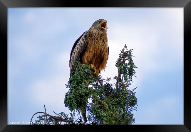 A Red Kite perched on a tree branch Framed Print by Julie Tattersfield